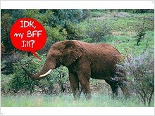 Слонов в Кении будут отслеживать по SMS